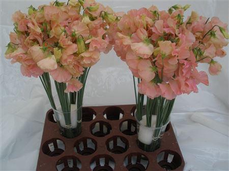 <h4>Lathyrus Zalm</h4>