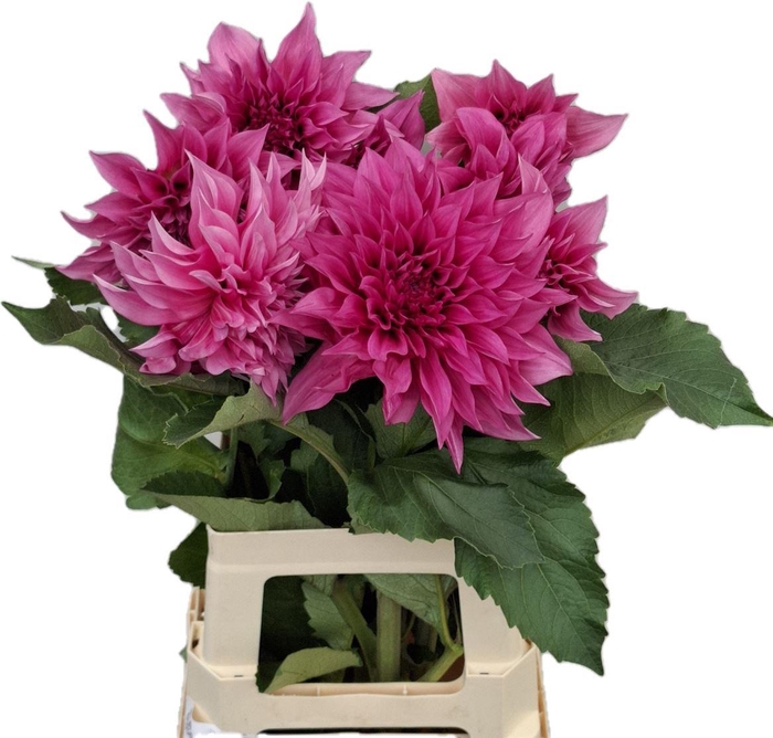 <h4>Dahlia Cafe Lait Rose</h4>