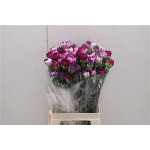 Di St Rainbow Mix Purple