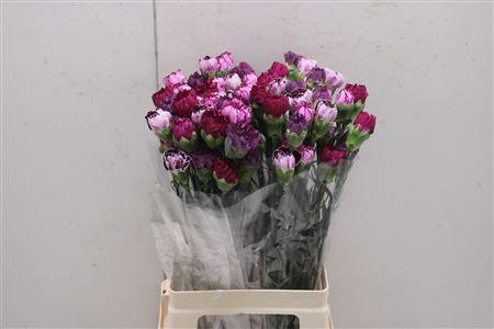 <h4>Di St Rainbow Mix Purple</h4>