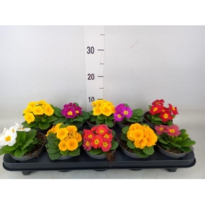 Primula ac. 'Paradiso Mid-E'  ..mix