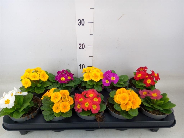 <h4>Primula ac. 'Paradiso Mid-E'  ..mix</h4>