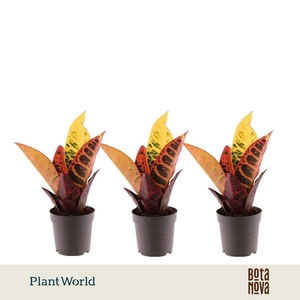 Codiaeum Petra