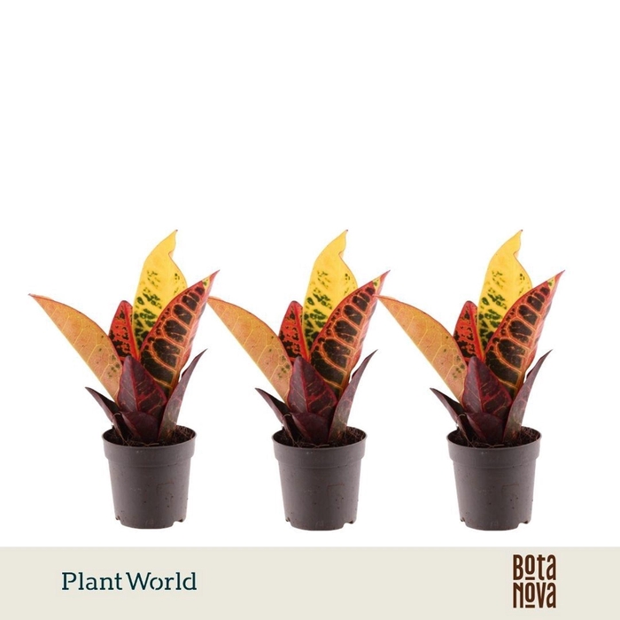 <h4>Codiaeum Petra</h4>