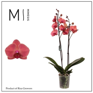 Phalaenopsis Asian Coral 2 spike - 12cm | Mimesis