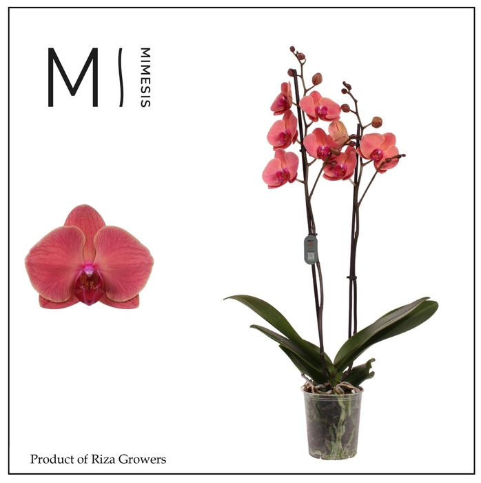 <h4>Phalaenopsis Asian Coral 2 spike - 12cm | Mimesis</h4>