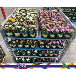 CHRYS GARDEN MUMS GM