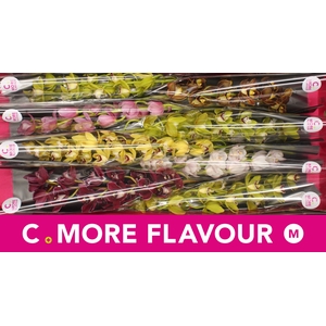 Mini cymbidium 'Mix' 70 cm