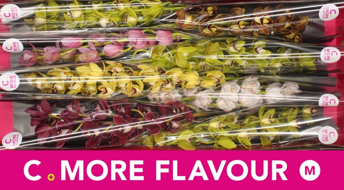 <h4>Mini cymbidium 'Mix' 70 cm</h4>