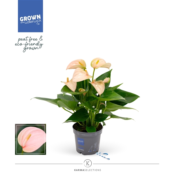 Anthurium - KARMA Peach | 9cm