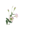 Lisianthus Lilac