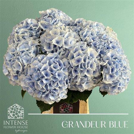 <h4>Hydr M Roy Grandeur Blauw</h4>