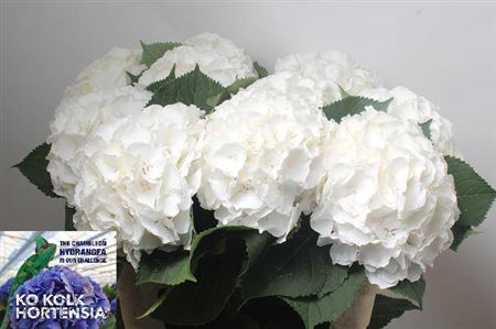 <h4>Hydr M Ch Whi Verena</h4>