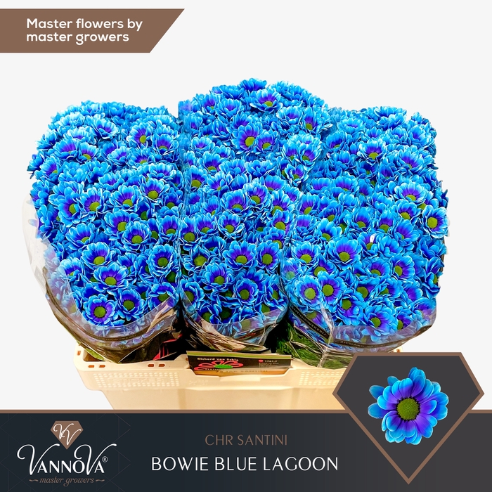 <h4>Chrysanten Chr S Bowie Blue Lagoon</h4>