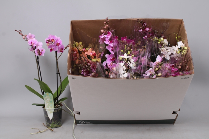 <h4>PHAL MF GEM 8 KL</h4>