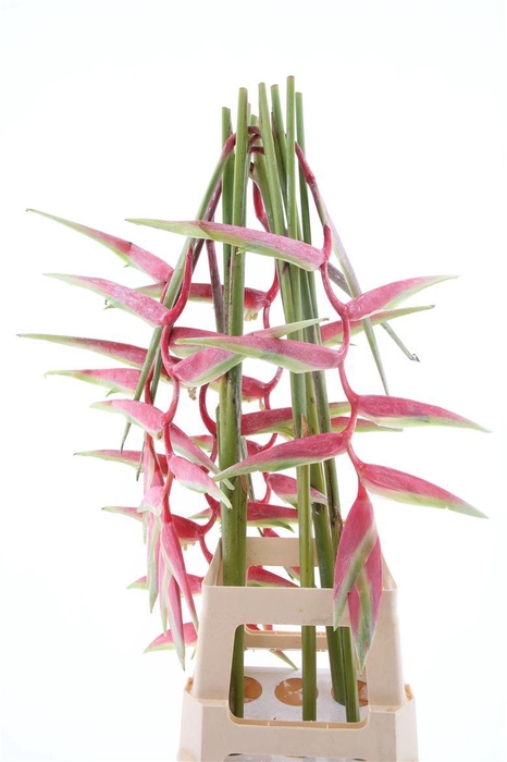 <h4>Hel Sexy Pink</h4>