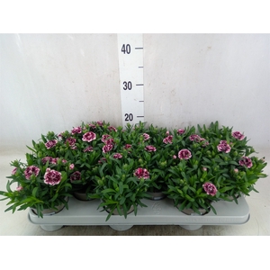 Dianthus   ...