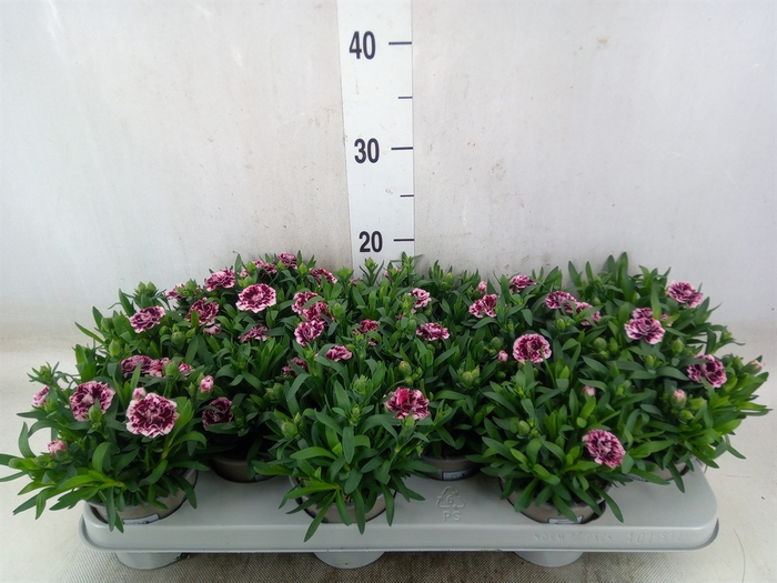 <h4>Dianthus   ...</h4>