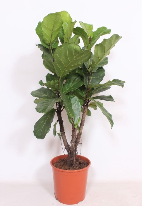 <h4>Ficus Lyrata Vertakt</h4>