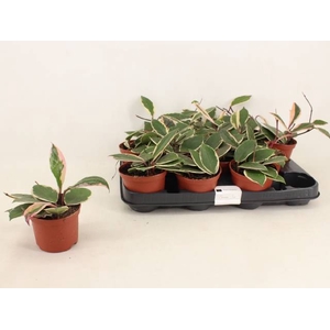 HOYA C FL FLAM DREAM