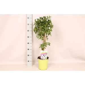 'Weekaanbieding; Stam 19cm Solanum ranto. White