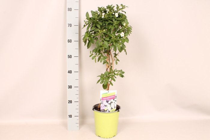 <h4>'Weekaanbieding; Stam 19cm Solanum ranto. White</h4>