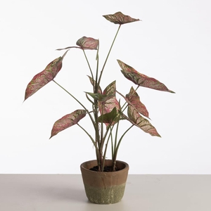 Af Caladium Pot 59cm Red/green