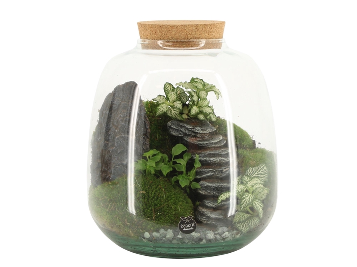 <h4>Opm Landscape Terrarium Arrangement</h4>