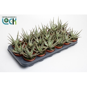 Aloe Somaliensis