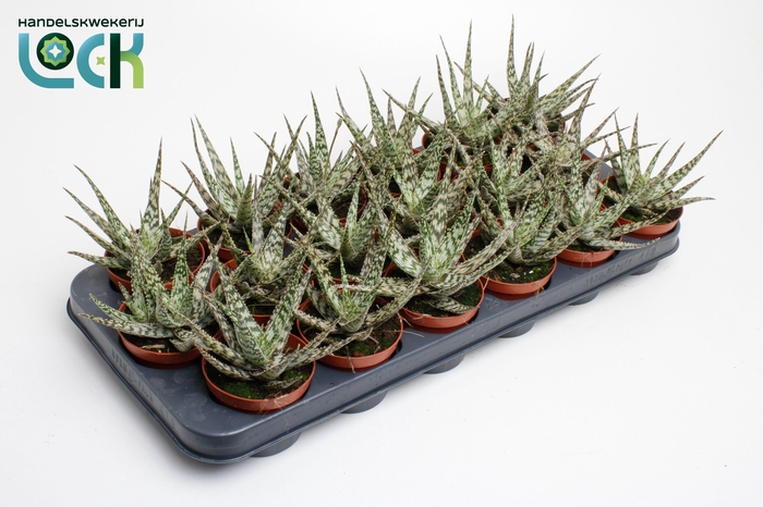 <h4>Aloe Somaliensis</h4>