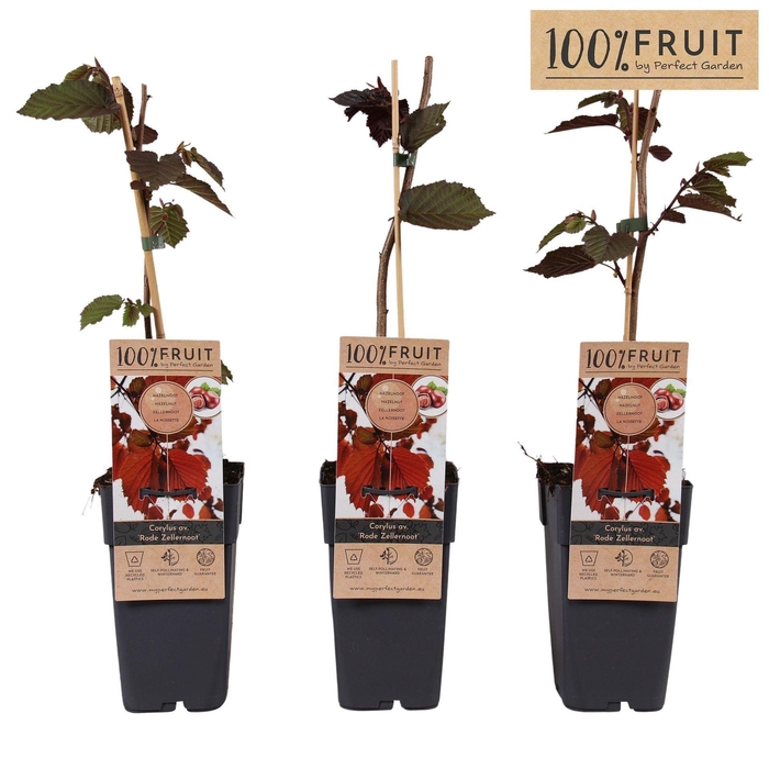 <h4>Corylus Roter Zellernusz</h4>