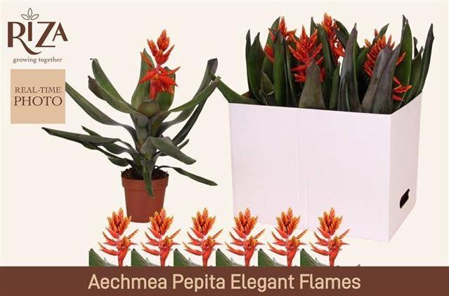 <h4>AECH PE ELEGANT FLAM</h4>