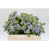 Oxypetalum Tweedia Blue