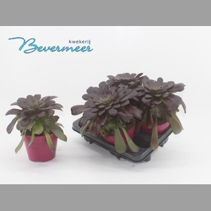 AEONIUM AB VELOURS