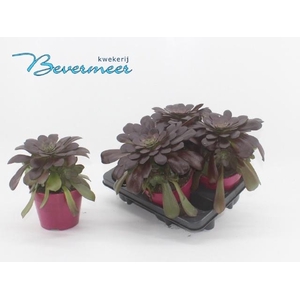 AEONIUM AB VELOURS