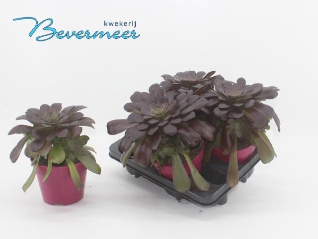 <h4>AEONIUM AB VELOURS</h4>