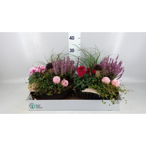 Arr.   Tuinplanten L%