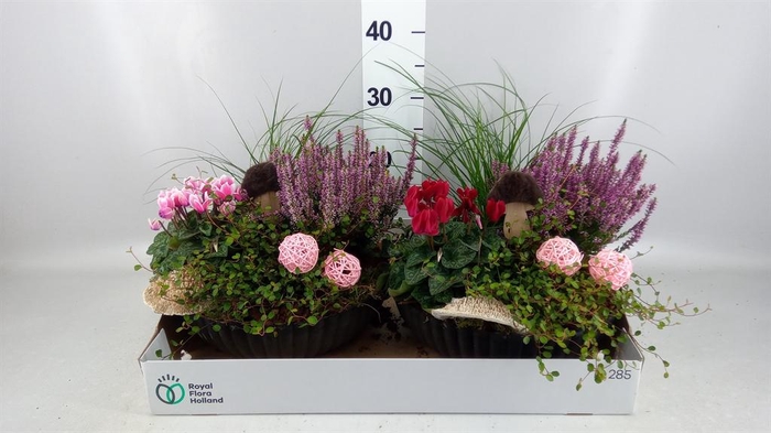 <h4>Arr.   Tuinplanten L%</h4>