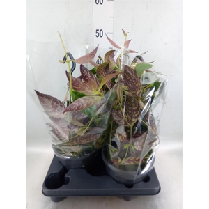 Aeschynanthus marmoratus