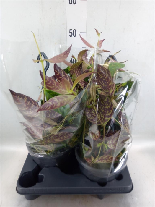 <h4>Aeschynanthus marmoratus</h4>