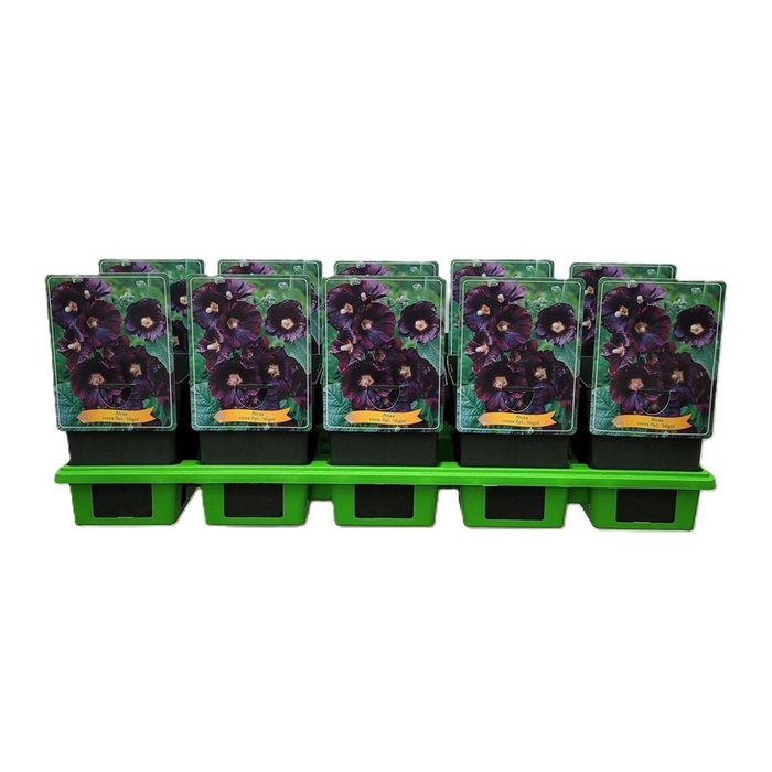 <h4>Alcea rosea Nigra</h4>