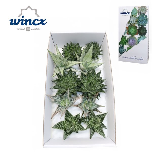 <h4>Aloe Mix (wincx) Cutflower</h4>