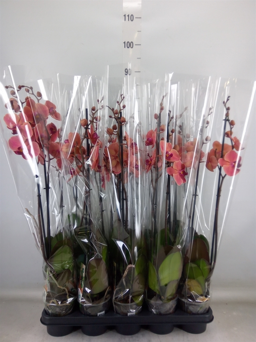 <h4>Phalaenopsis  'Ant Narbonne'</h4>