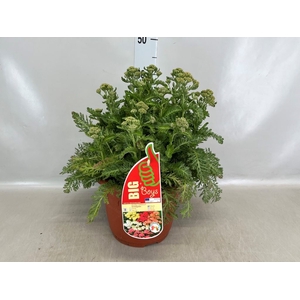 Achillea millef.