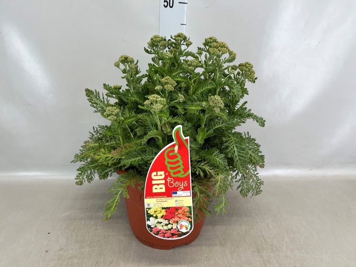 <h4>Achillea millef.</h4>