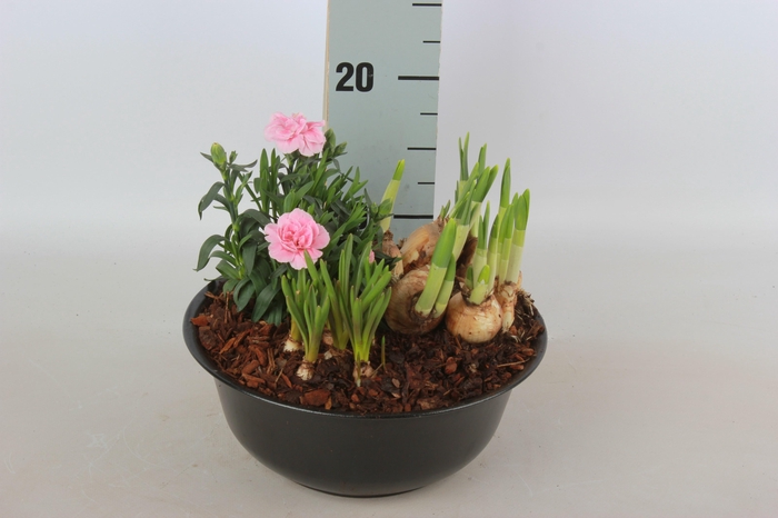 <h4>ARR TUINPLANTEN</h4>