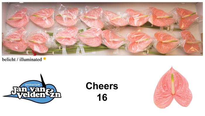 <h4>Anthurium Cheers</h4>