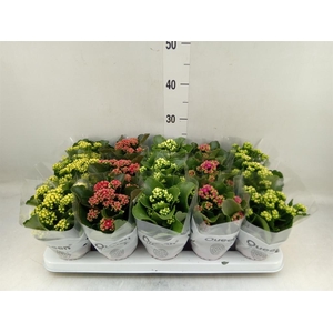 Kalanchoe blos.   ..rosebud mix  5