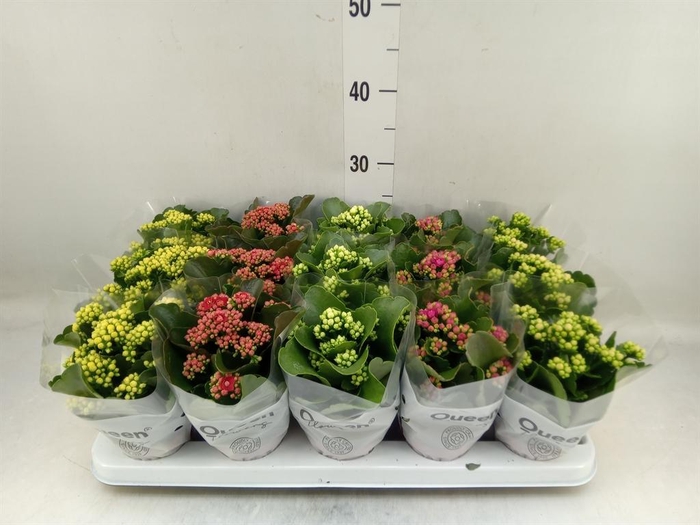 <h4>Kalanchoe blos. ..rosebud mix 5</h4>