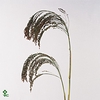 Setaria Italica Lowlander